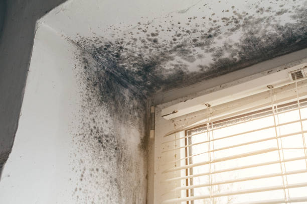 Affordable Mold Cleanup solutions in Davidsville, PA